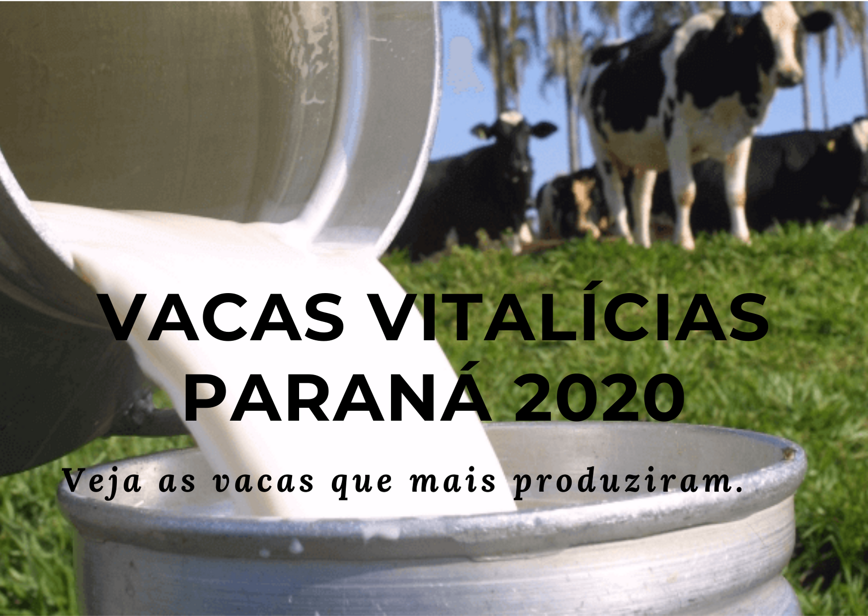Vacas Vitalícias: veja as que mais produziram no Paraná em 2021 e 2022